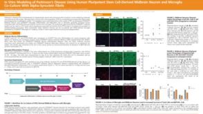 In Vitro Modeling of Parkinson’s Disease Using Human Pluripotent Stem Cell-Derived Midbrain Neuron and Microglia Co-Culture with Alpha-Synuclein Fibrils