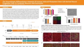 The Downstream Differentiation Potential of Human Induced Pluripotent Stem Cell-Derived Neural Progenitor Cells to Forebrain Neurons and Astrocytes