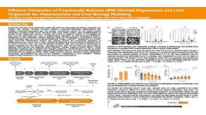 Efficient Generation of Functionally Relevant hPSC-Derived Hepatocytes and Liver Organoids for Hepatotoxicity and Liver Biology Modeling