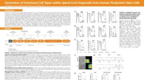 Generation of Functional Cell Types within Spinal Cord Organoids from Human Pluripotent Stem Cells