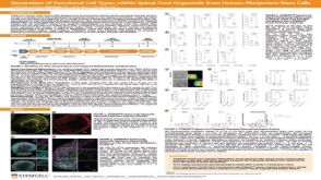Generation of Functional 3D Spinal Cord Organoids from Human Pluripotent Stem Cells