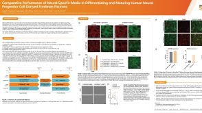 Comparative Performance of Neural-Specific Media in Differentiating and Maturing Human Neural Progenitor Cell-Derived Forebrain Neurons