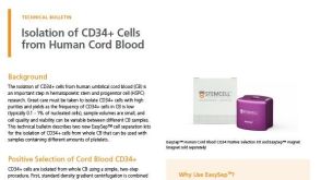 Isolation of CD34+ Cells from Human Cord Blood
