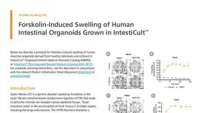 Forskolin诱导培养于IntestiCult™中人肠类器官膨胀的操作流程