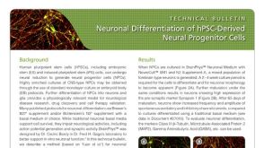 Neuronal Differentiation of hPSC-Derived Neural Progenitor Cells