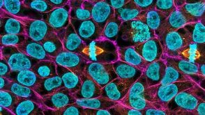 Pluripotent Stem Cell Course