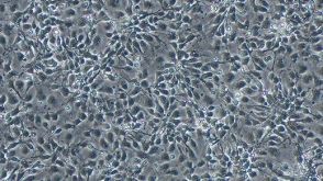 Neural Induction Course