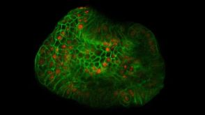 Hepatic Organoid Course