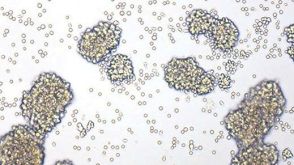 Human T Cell Expansion Course