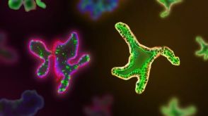 Q&A: The Hidden Variable in Your Intestinal Organoids