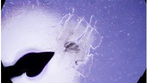 How to Reprogram Fibroblasts into Human Induced Pluripotent Stem (iPS) Cells Using ReproRNA™-OKSGM