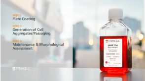 How to Transition Human Pluripotent Stem Cells into mTeSR™ Plus from Other Feeder-Free Media