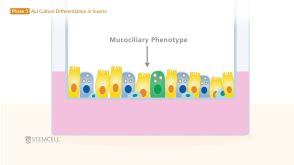 How to Model the Human Airway at the Air-Liquid Interface: Introduction