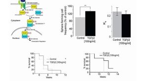 Identification and Characterization of Neural Stem Cells: Why is This so Darned Difficult?