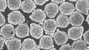 AggreWell&trade; - A New Technology for Uniform Embryoid Bodies