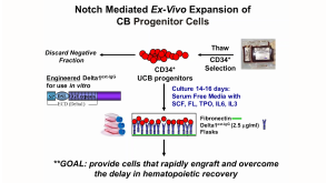 Targeting Self-Renewal Function in Normal Hematopoietic and Leukemic Stem Cells