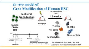 Humanized Mouse Models for Hematopoietic Stem Cell Research: Principles and Pitfalls