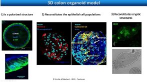 Virtual STEMCELL Seminar: Studying the Interactions Between the Environment and the Intestinal Epithelium