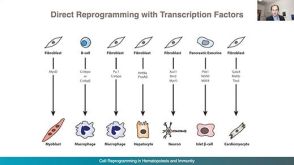 From hPSCs to Immune Cells: Generating Dendritic Cells by Direct Cell Reprogramming