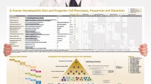 Human Hematopoietic Stem and Progenitor Cell Phenotyping