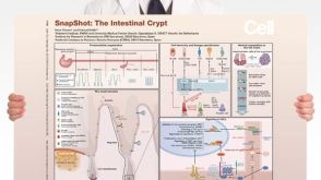 SnapShot: The Intestinal Crypt