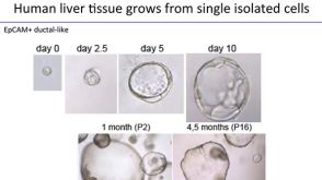 From Stem Cells to Organoids: Modeling the Gastrointestinal Tract