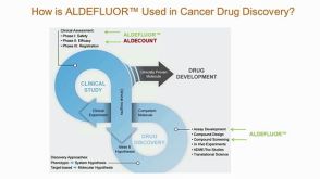 ALDH+ Cancer Precursor Cells in Drug Response Prediction