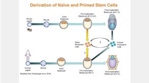 Human Naïve-Like Pluripotent Stem Cell Generation and Maintenance