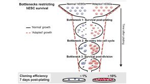 Genetic Stability of Human Pluripotent Stem Cells