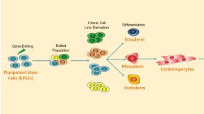 Highly Efficient Single-Cell Human Pluripotent Stem Cell Cloning and Robust Cardiomyocyte Differentiation