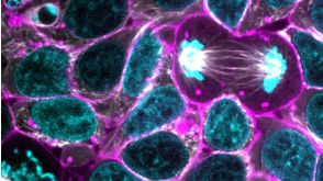 Using CRISPR/Cas9 to Model Stem Cell Organization and Dynamics