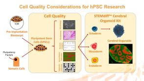 hPSC Quality: Essential Considerations for Gene Editing, Cloning, Maintenance and Disease Modeling