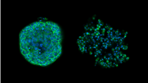 Drug Screening and Phenotypic Analysis in a Microwell-based 3D Cell Culture System