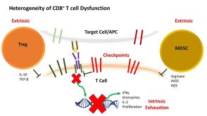 CD8+ TILs and Breast Cancer: Identifying New Opportunities for Immunotherapeutic Intervention