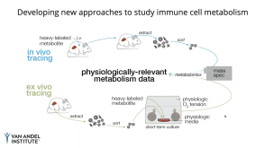 Using Stable Isotope Tracing to Study CD8+ Immune Cell Dynamics In Vivo