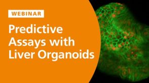 Predictive In Vitro Models for Toxicity Testing and Liver Research