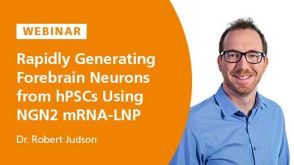 Rapidly Generating Functional Forebrain Neurons from hiPSCs Using an NGN2 mRNA-LNP Platform