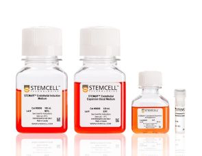 STEMdiff™ 内皮分化试剂盒