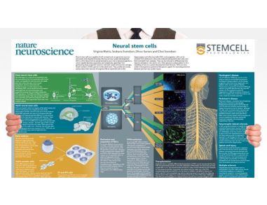 Neural Stem Cells