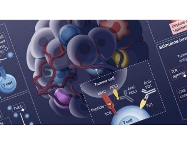Rational Combination of Cancer Therapies with PD1 Axis Blockade