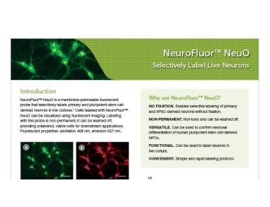 NeuroFluor™ NeuO Selectively Label Live Neurons