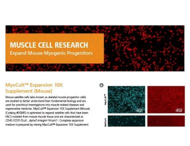 Culture and Expand Mouse Myogenic Progenitors