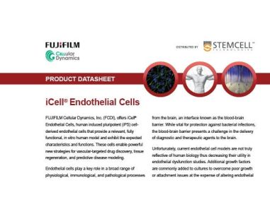 iCell® Endothelial Cells