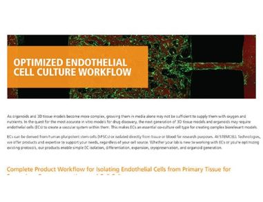 Optimized Endothelial Cell Culture Workflow