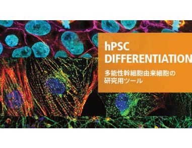 hPSC Differentiation: 多能性幹細胞由来細胞の研究用ツール