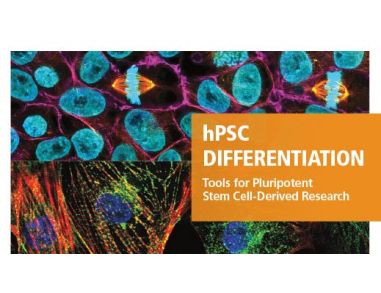 hPSC Differentiation: Tools for Pluripotent Stem Cell-Derived Research