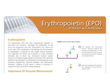 High Affinity Anti-EPO Reagents for Consistent Results