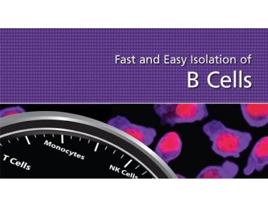 Fast and Easy Isolation of B Cells
