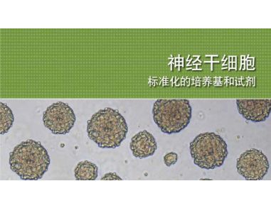 Neural Stem Cells: Standardized Media and Reagents