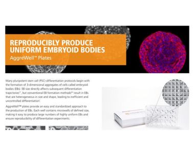 AggreWell™: Reproducible, Uniform Embryoid Bodies